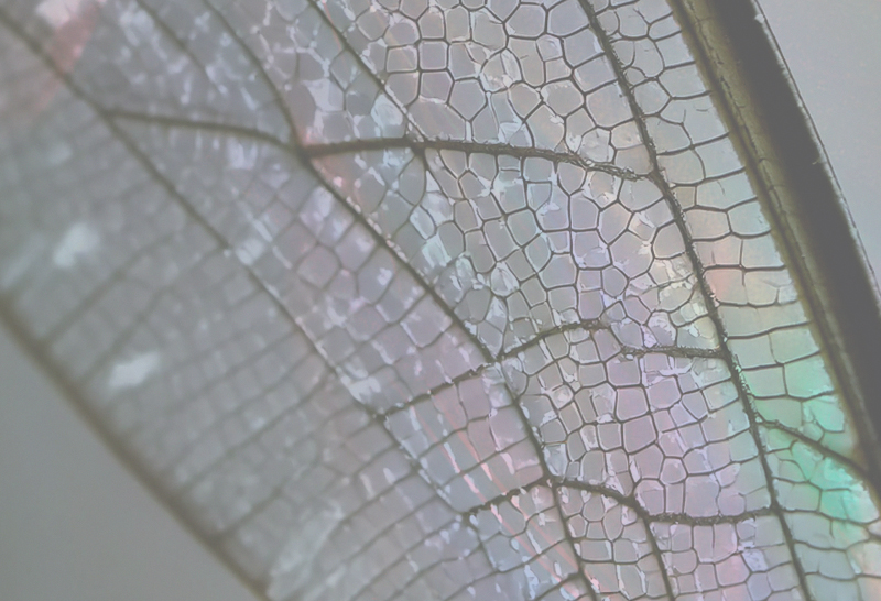 Metamorphosis: iris ceramica group's multisensory journey